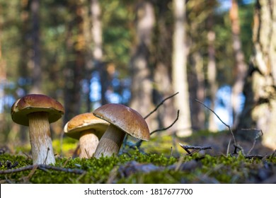 Three cep mushrooms grows in wood. Beautiful autumn season porcini in forest. Edible mushrooms raw food. Vegetarian natural meal