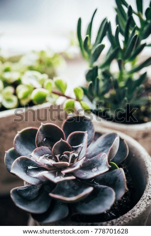 Similar – Image, Stock Photo three ceramic pots with plants on a black table