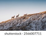 Three chamois are climbing a rocky mountain at sunset, creating a serene wildlife landscape