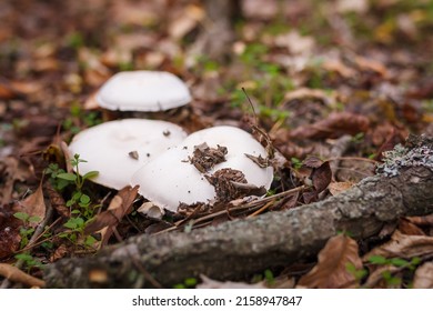 Three champignon mushrooms caps hiding in autumn leaves. Autumn forest nature, mushrooms picking, organic food, protein diet.