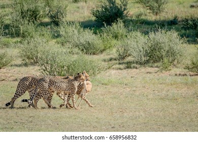 Three Cheetahs On Springbok Kill Kalagadi Stock Photo 658956832 ...