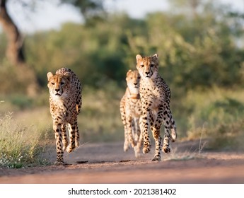 Three Cheetahs Running Together. Taken In Kenya