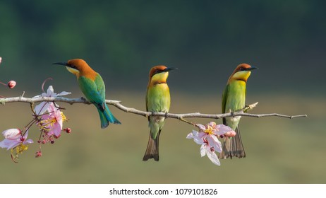 Three chestnut-headed bee eater on wood branch with beautiful pink flower on the blurry shallow green background - Shutterstock ID 1079101826