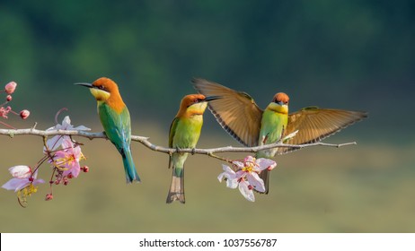 three Chestnut-headed bee-eater on the sticky wood with shallow blurry background one of them spread the wings in high definition, Bee eater, bird , aves with pink flower