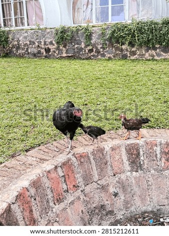 three chicken playing on a fire pit in the middle of grass land