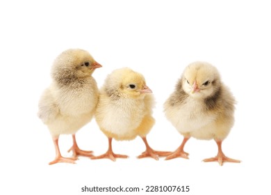 three chickens on a white background, chickens isolated, group of chickens, photo of chickens
