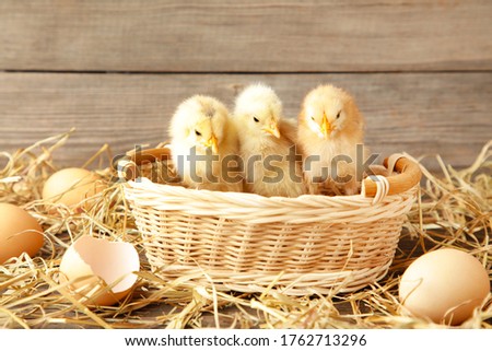 Three chicks in a basket on grey background Top view