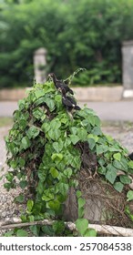 three chicks climbing the cyclea barbata plant in the yard