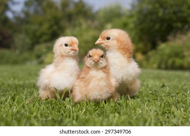 Three Chicks In The Grass Together