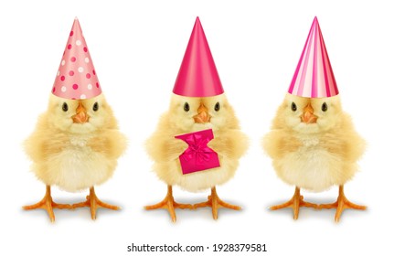 Three chicks with high birthday hats isolated on white background