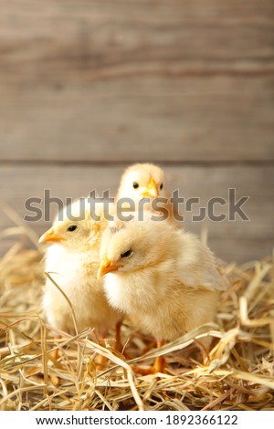 Three chicks with straw on a grey wooden background.Top view.