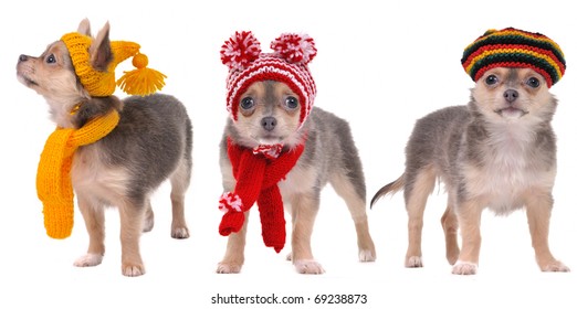 Three chihuahua puppies dressed in Winter and Autumn Clothes isolated on white background