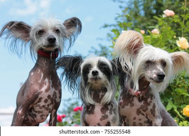 three Chinese crested dogs hairless in the garden - Shutterstock ID 755255548