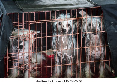 Three Chinese Crested Dogs Dogs Trapped In Their Bench During The World Dog Show In Amsterdam In The Netherlands