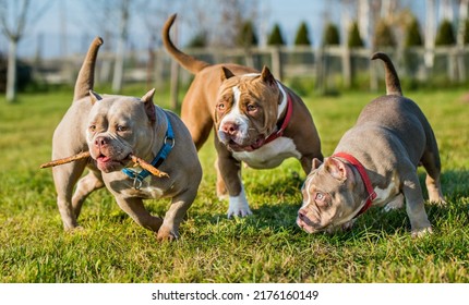 Three Chocolate color American Bully dogs are walking