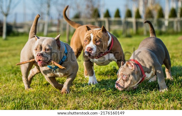 Three\
Chocolate color American Bully dogs are\
walking