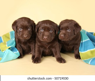 Three chocolate labrador retriever puppies.
