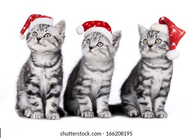 Three Christmas Kitten Isolated