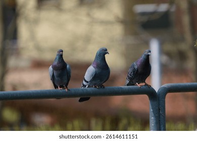 Three city pigeons perched on a metal railing in an urban setting. The birds are evenly spaced and display beautiful iridescent plumage in shades of purple and green
