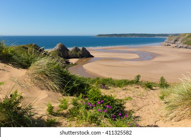 Three Cliffs Bay south coast the Gower Peninsula Swansea Wales uk with pink flowers near to Oxwich 