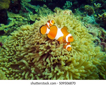 Three clown anemone fish in soft coral