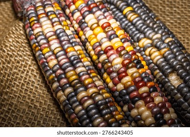 Three cobs of multicolored flint corn, also known as Indian corn or calico corn, display a variety of vibrant kernel colors including purple, yellow, orange, red, and black, on a rustic blue wooden background with scattered loose kernels.