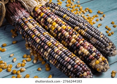 Three cobs of multicolored flint corn, also known as Indian corn or calico corn, display a variety of vibrant kernel colors including purple, yellow, orange, red, and black, on a rustic blue wooden background with scattered loose kernels.