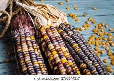 Three cobs of multicolored flint corn, also known as Indian corn or calico corn, display a variety of vibrant kernel colors including purple, yellow, orange, red, and black, on a rustic blue wooden background with scattered loose kernels.