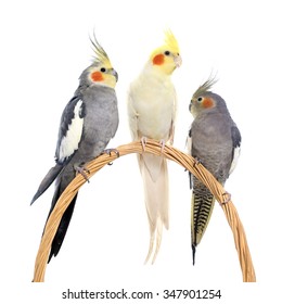 three cockatiel playing in front of white background