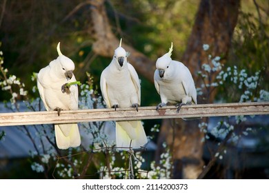 Three Cockatoos In A Veggie Patch Eating Spinach