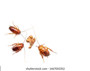 205 Swarm of cockroaches Images, Stock Photos & Vectors | Shutterstock