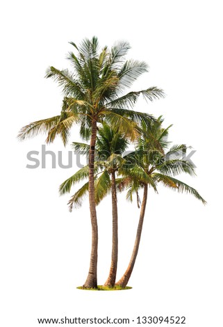 Three coconut palm trees isolated on white background