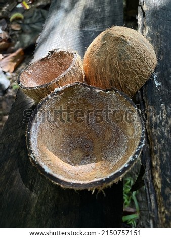 Three coconut shells isolated on wooden surface. Selective focus. Mosquito breeding places concept.