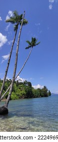 Three coconuttree survive from the waves in the edge of the beach
