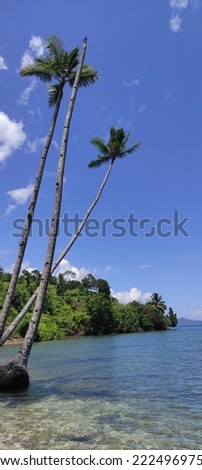Three coconuttree survive from the waves in the edge of the beach