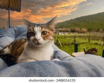 Three color cat lying, sleeping, relaxing, resting, looking on the pillow, bed, or sofa, in the background the sunset. Pet, cat portrait in outside nature on the terrace. Pets friendly and care concep - Powered by Shutterstock