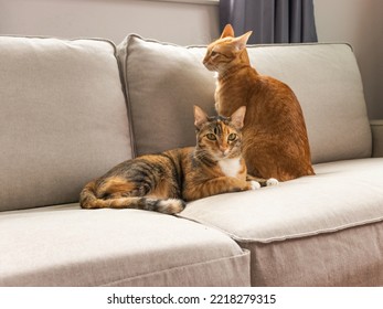 Three Color Cat And Orange Cat Laying Down Looking To The Camera On The Gray Sofa