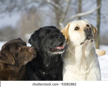 Three color Labradors