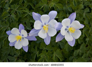 Three Colorado blue Columbine (Aquilegia caerulea), Yankee Boy Basin, near Ouray, Colorado. These are the state flower of Colorado.