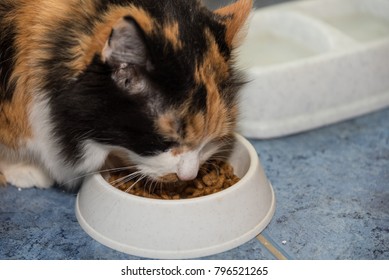 three colored cat - eating