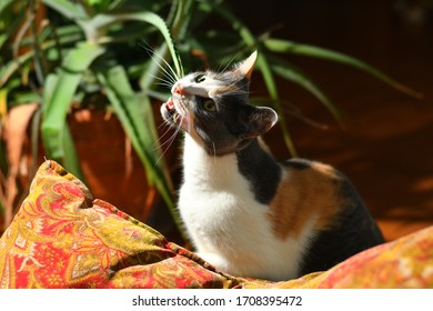 Three Colored Cat Eating A House Plant At Home. 