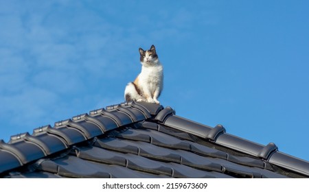 A Three Colored Cat Sitting On The Top Of The Black Tile Roof.