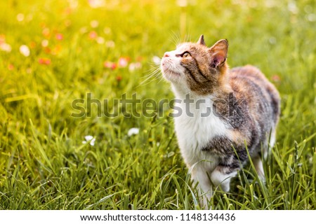 Three colored cat is walking on the meadow and looking up at something.