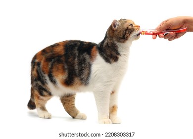 Three Colored Cats Eating Snacks On A White Background. Scottish Fold Cat Standing On White Background.calico Cat Eat Food With Human Hand.