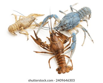 Three colored crayfish isolated on a white background.