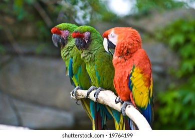 Three Colored Parrots On Tree Stock Photo 19764199 | Shutterstock