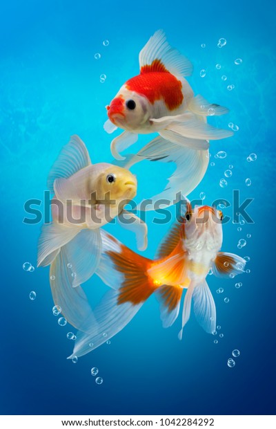 Three colorful aquarium fishes in fish tank, \
carassius auratus on blue background, white red and yellow goldfish\
with bubbles, underwater\
scene