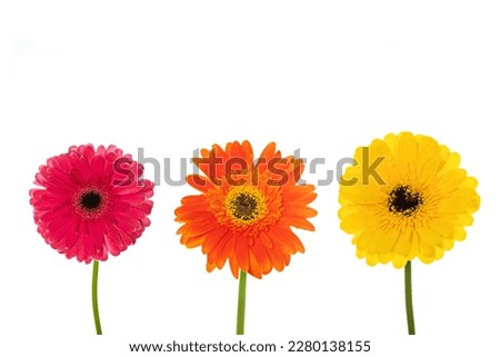 Three colorful Gerbera flowers in pink, orange and yellow with green stems, isolated on a bright white background with room for text.