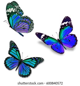 Three Colorful Monarch Butterfly Isolated On Stock Photo (Edit Now ...