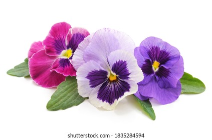 Three Colorful Violets Isolated On A White Background.